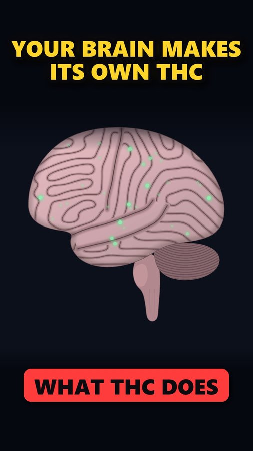 What Does THC Do to Your Brain? How Weed Affects Your Brain — video thumbnail